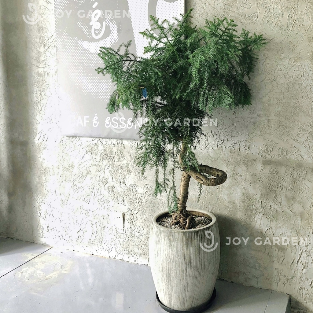 Tùng bồng lai [Chậu xám lớn]