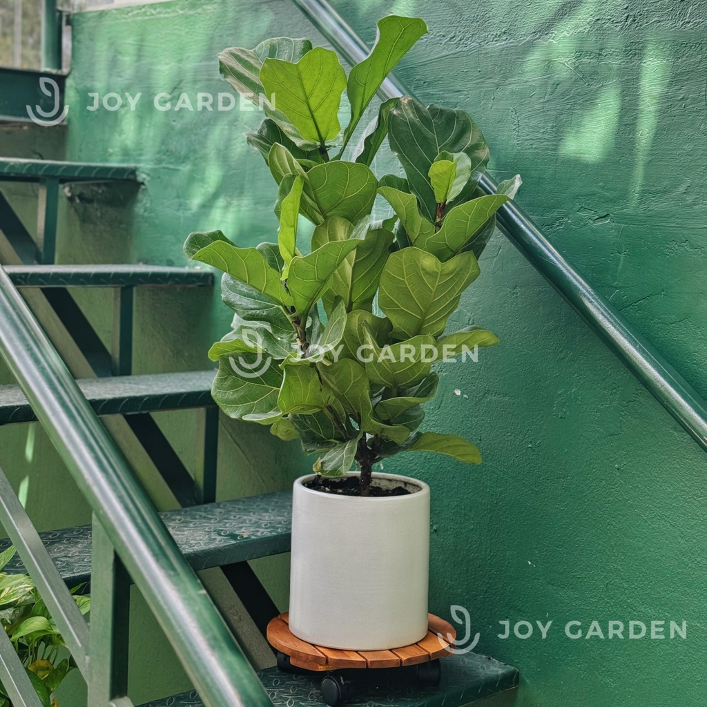 Đế gỗ bánh xe [Wooden Plant Stand with Wheels]