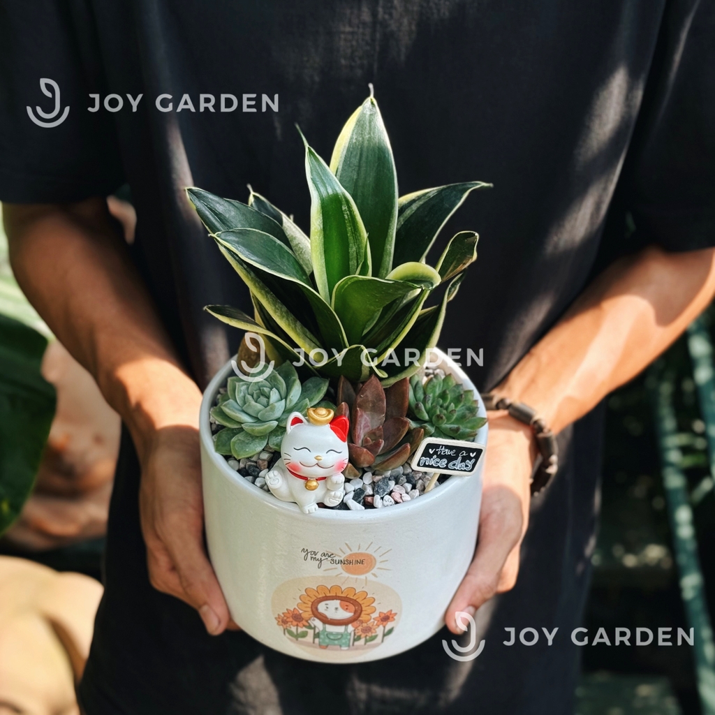 Lưỡi hổ mix sen đá [Chậu T15]