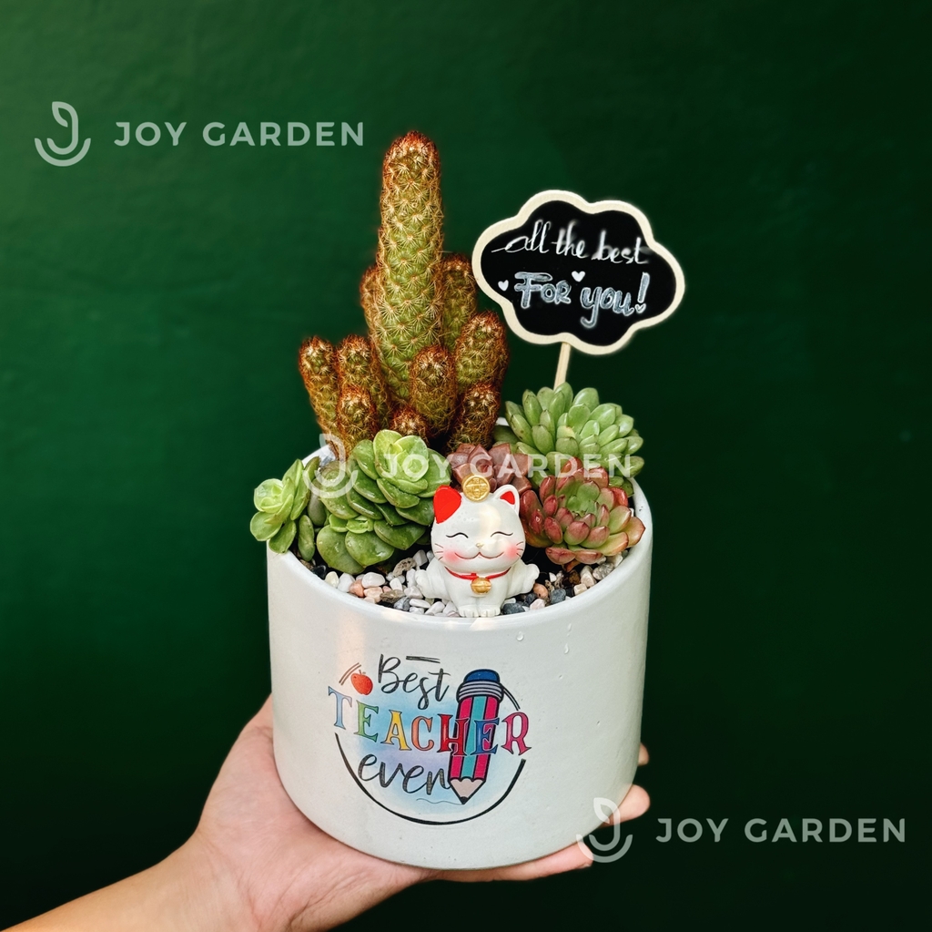 Thạch trụ mix [Chậu T15]