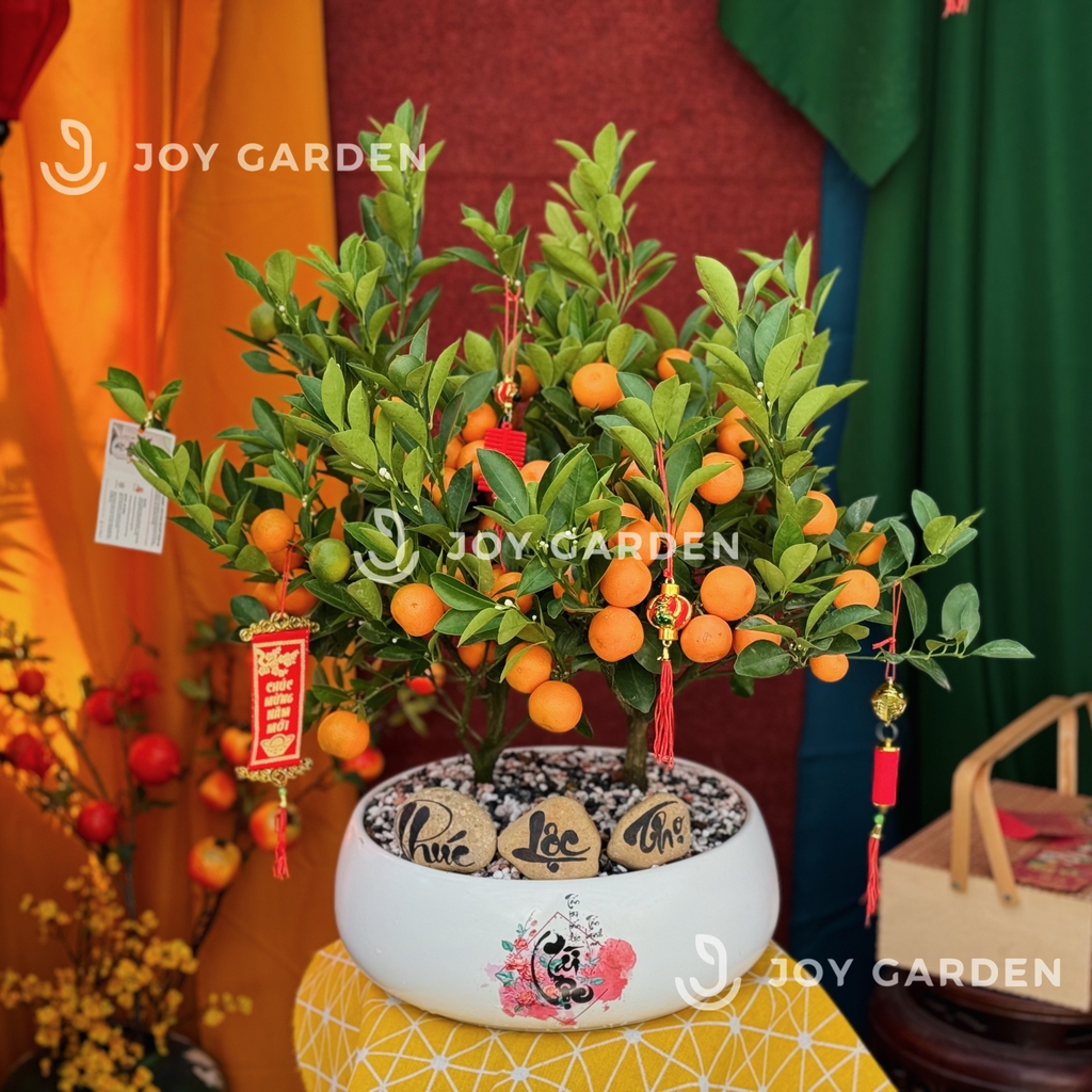 Nhị Quất Phú [DL28]