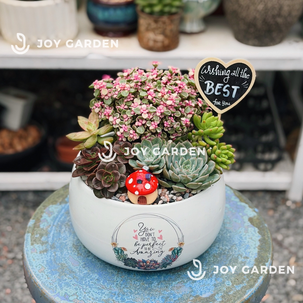 Đô la mix Sen đá [Chậu D18]