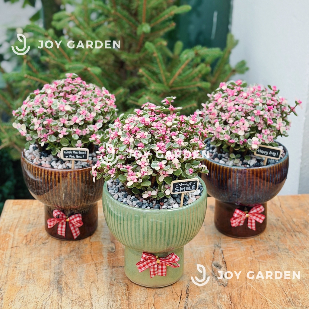 Đô la Sakura [Chậu BA15]