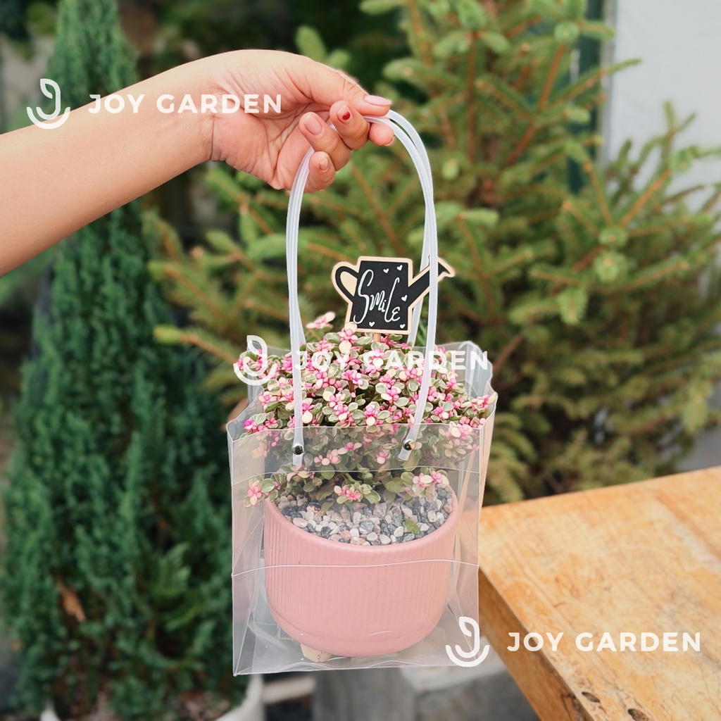 Túi quà tặng trong suốt [vuông]