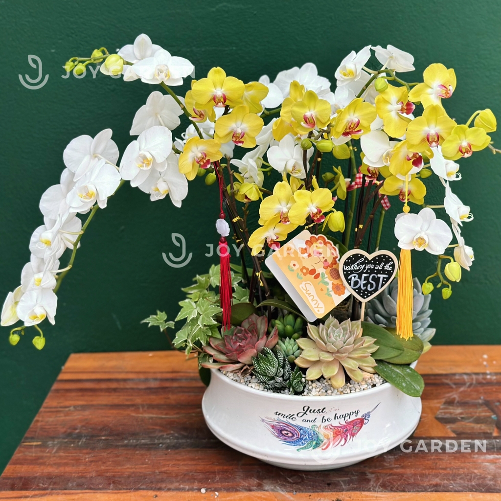 Tiểu Hồ Điệp mix Trắng Vàng [Chậu dáng nhật]