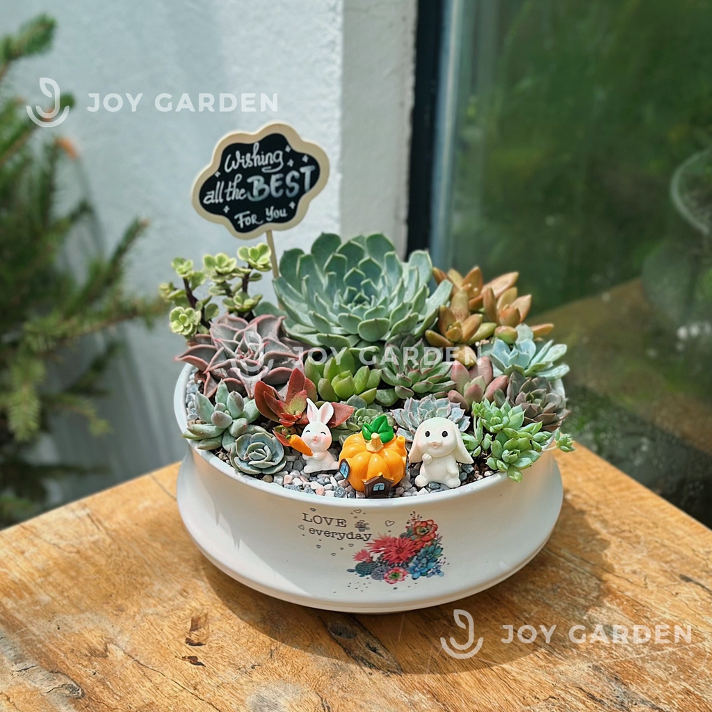 Sen đá mix [Chậu DN23]