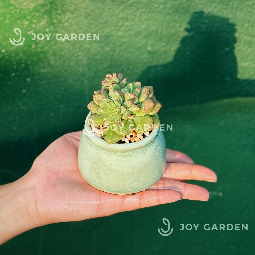 Sen đá [Chậu Mini hỏa biến]