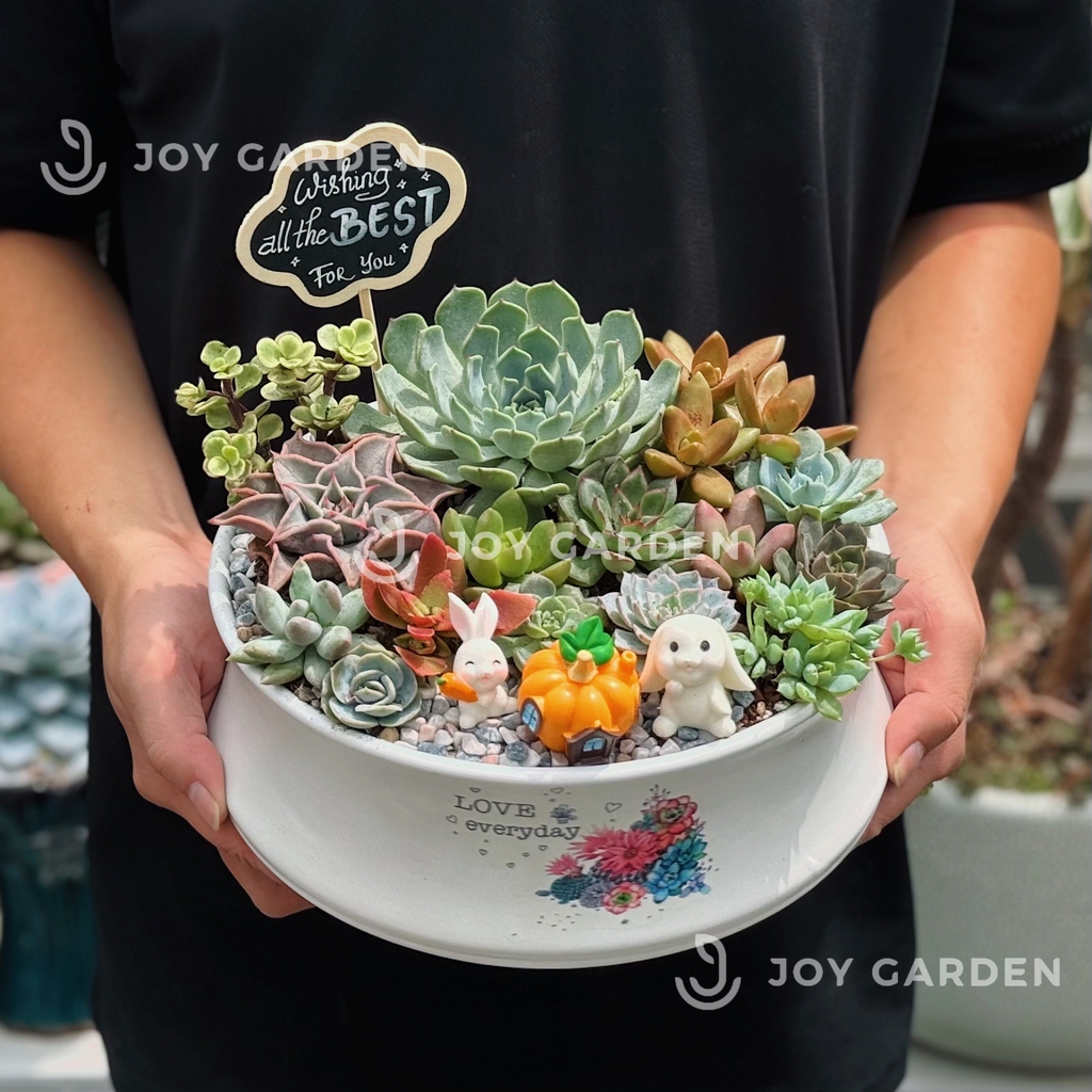 Sen đá mix [Chậu DN23]