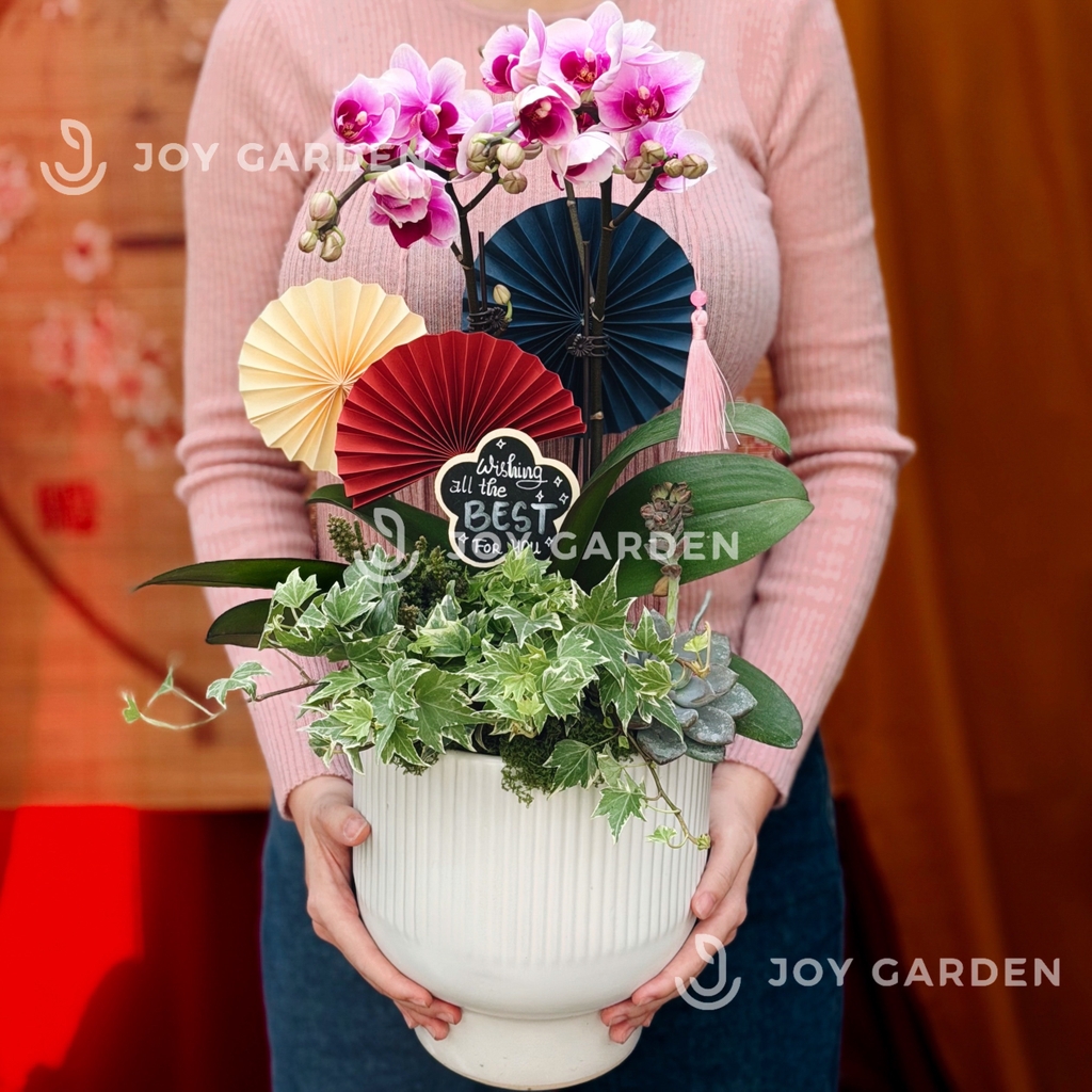 Lan hồ điệp tím [Chậu BA]