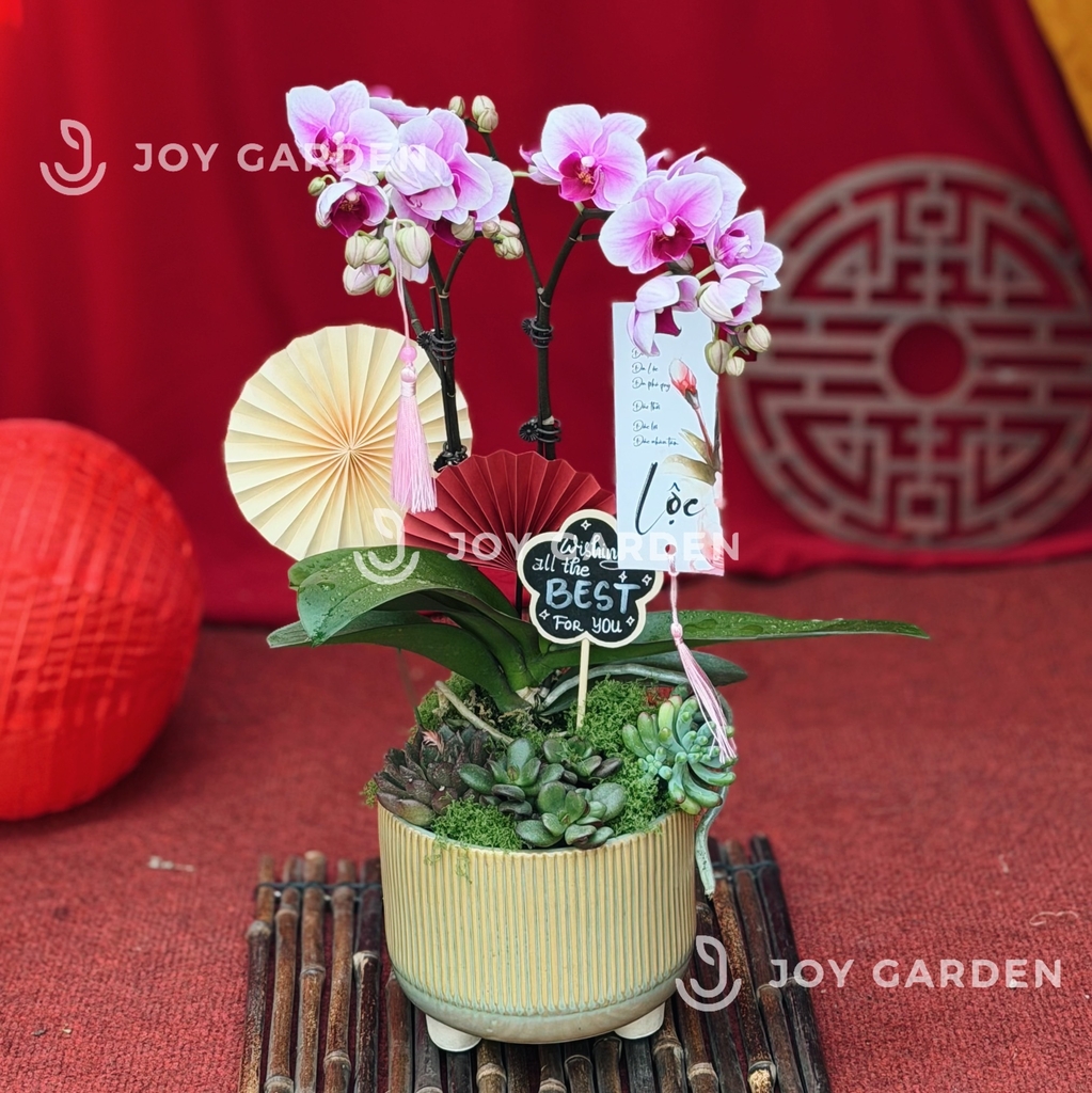 Lan hồ điệp tím [Hoả biến]