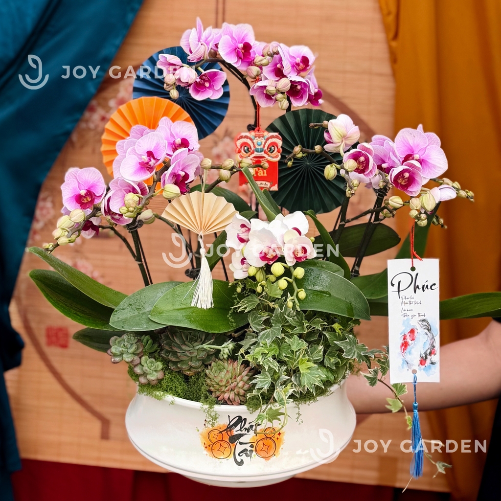 Lan hồ điệp Phát Tài [DN26]