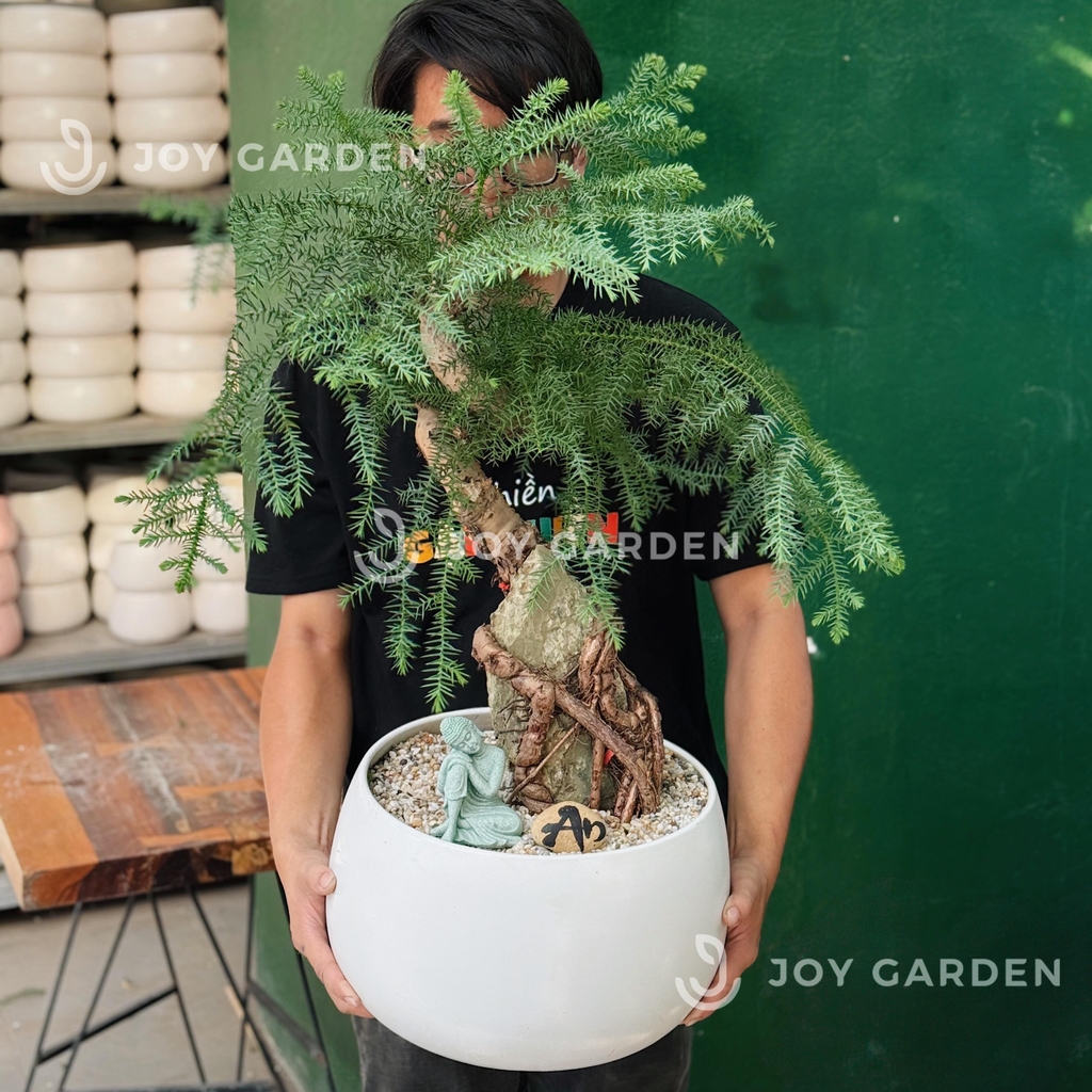 Tùng Bồng Lai Ôm Đá