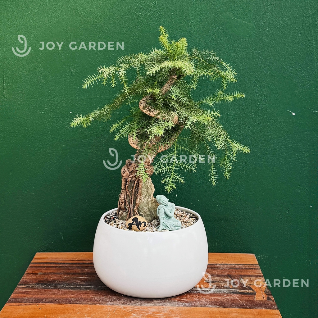 Tùng Bồng Lai Ôm Đá