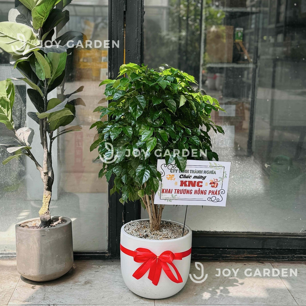 Hạnh phúc [Chậu phích]