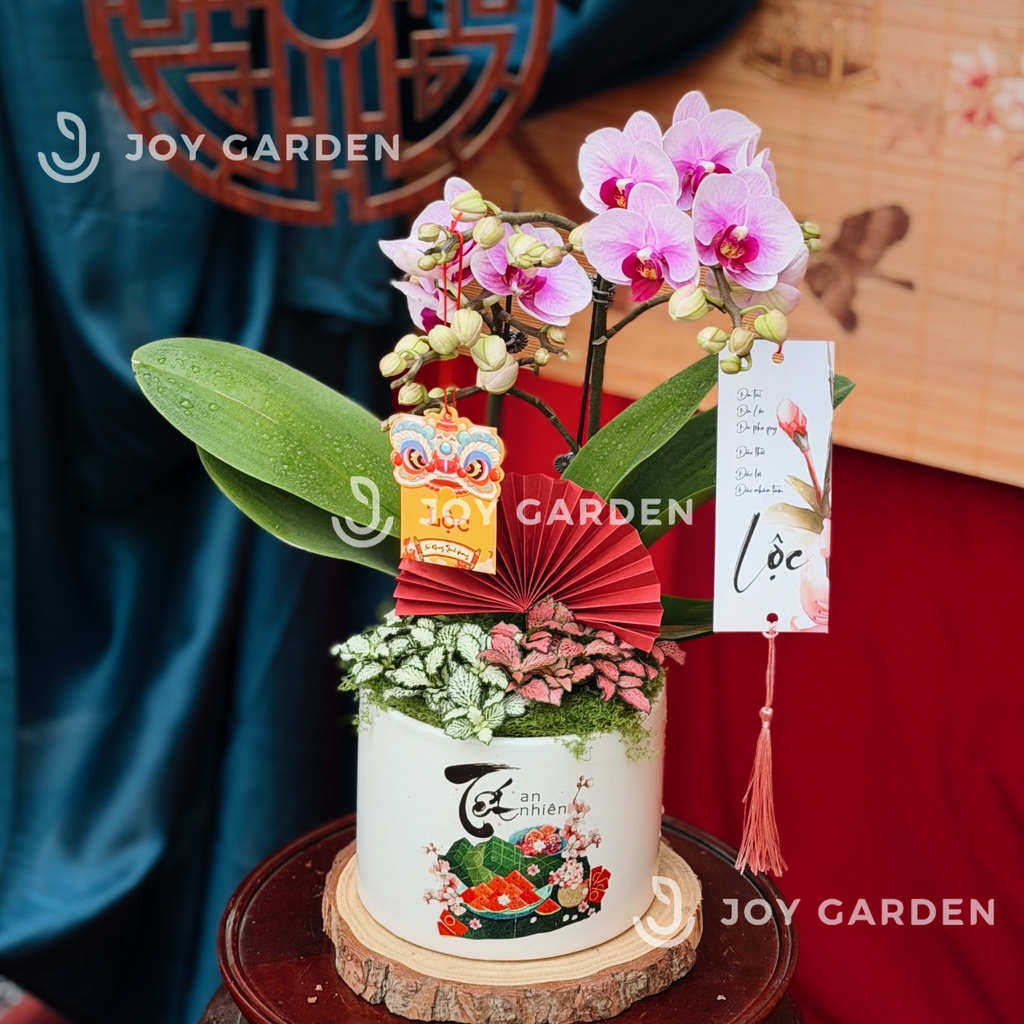 Lan hồ điệp Tết an nhiên [T15]