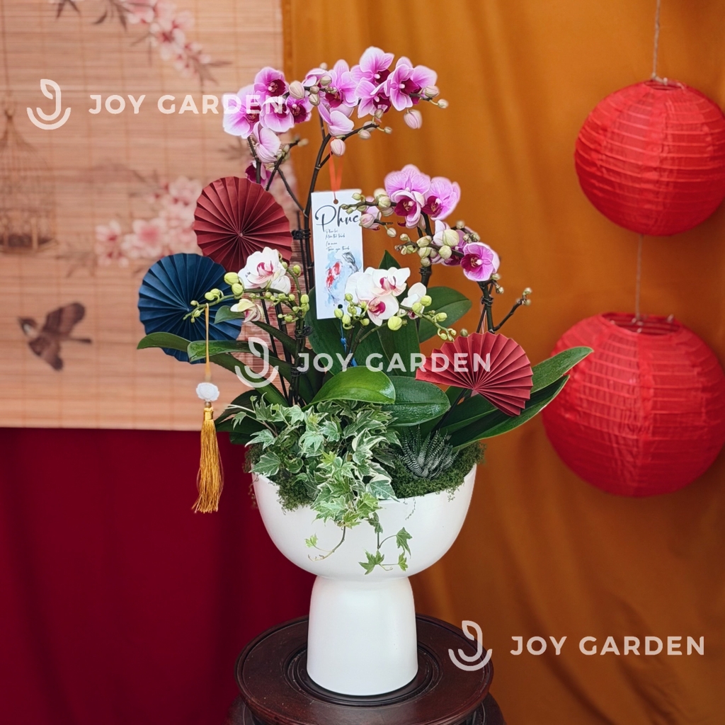 Lan hồ điệp Aura