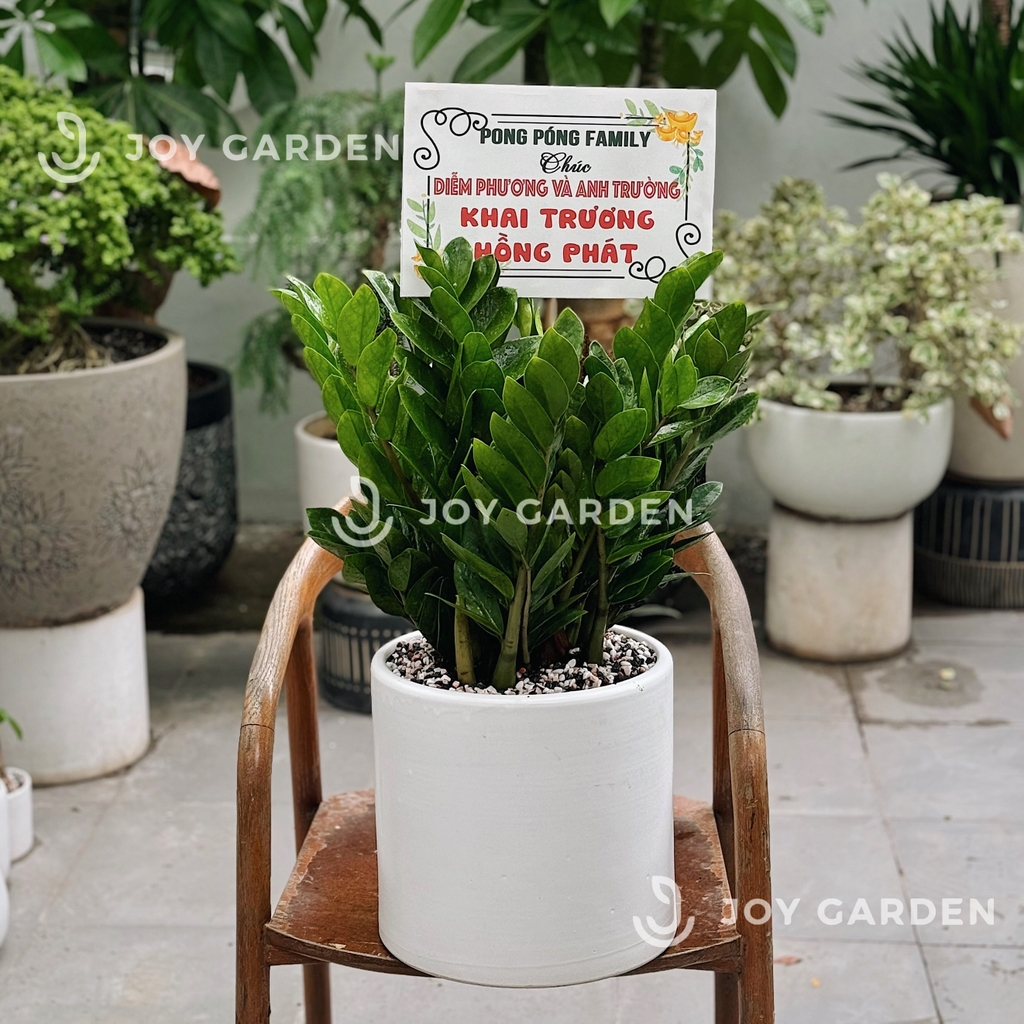 Kim tiền [Chậu T28]