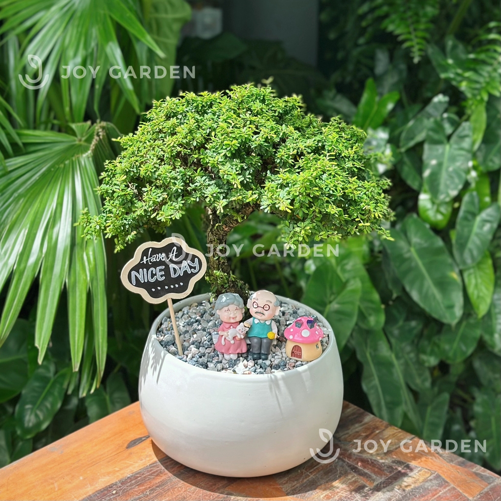 Linh sam hoa tím [Chậu D18]