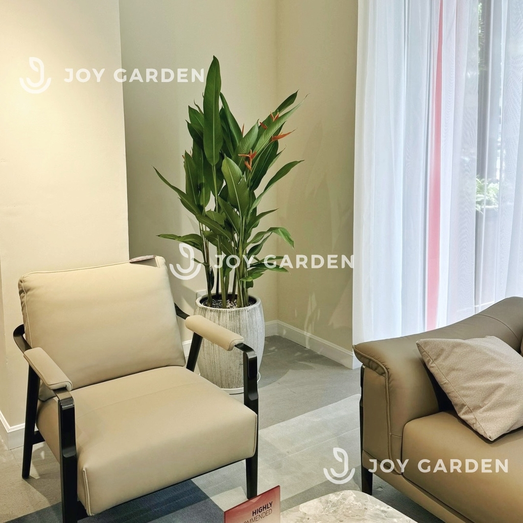 Thiên điểu [Chậu xám lớn]