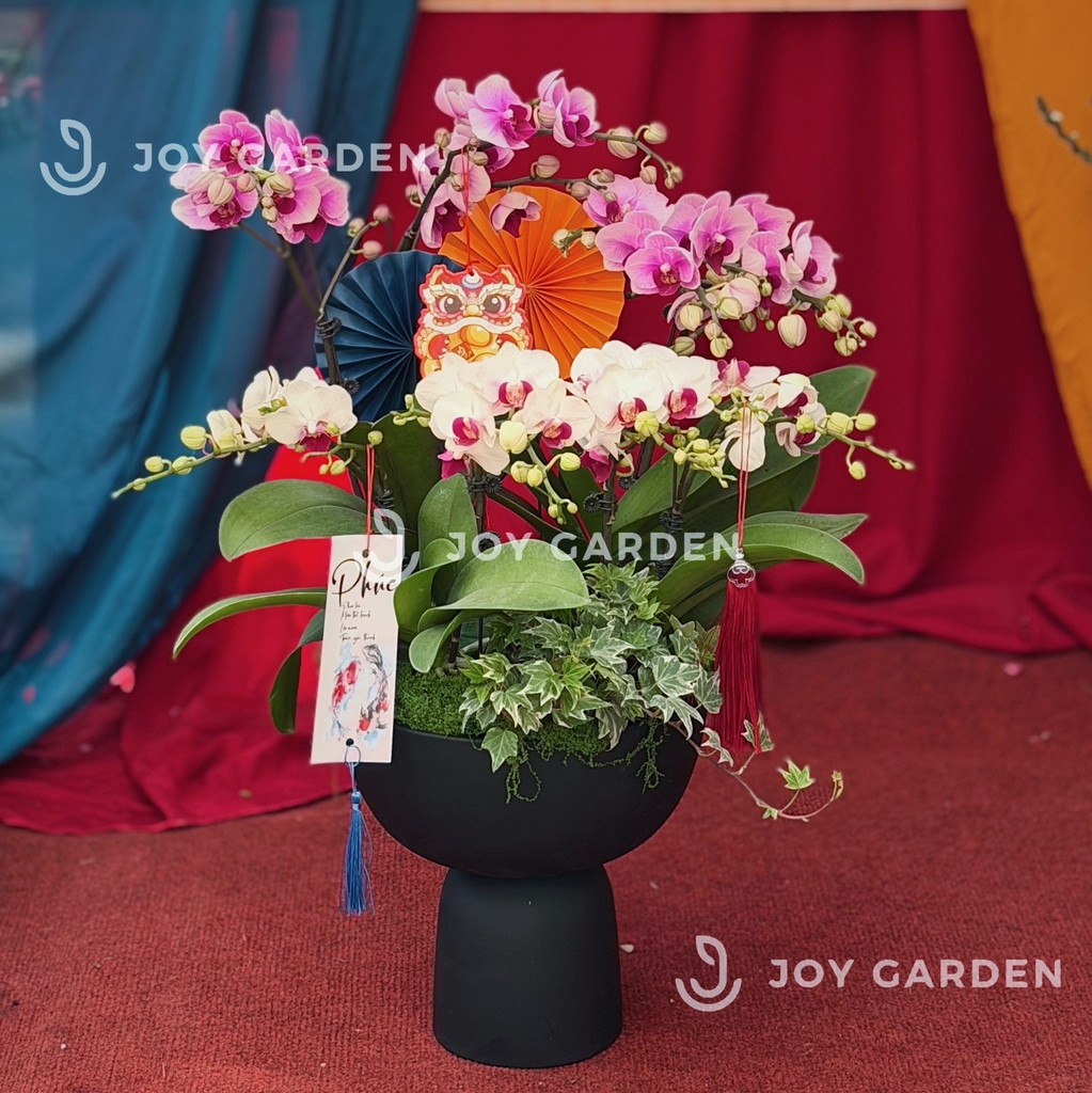 Lan hồ điệp Aura