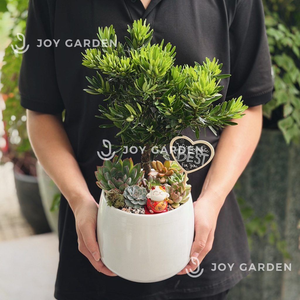 Tùng Kim cương mix Sen đá [Chậu L16]