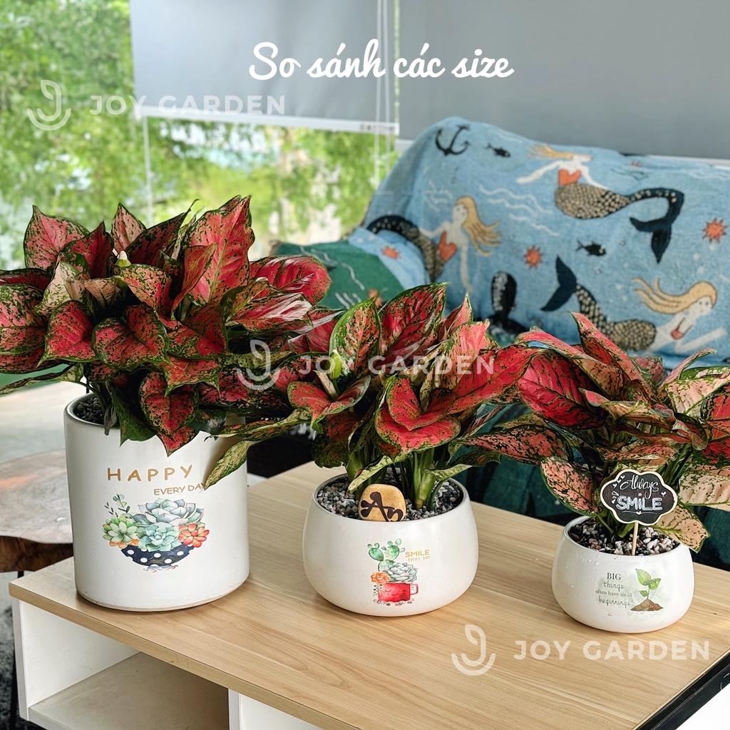 Vạn lộc lớn [Chậu T22]