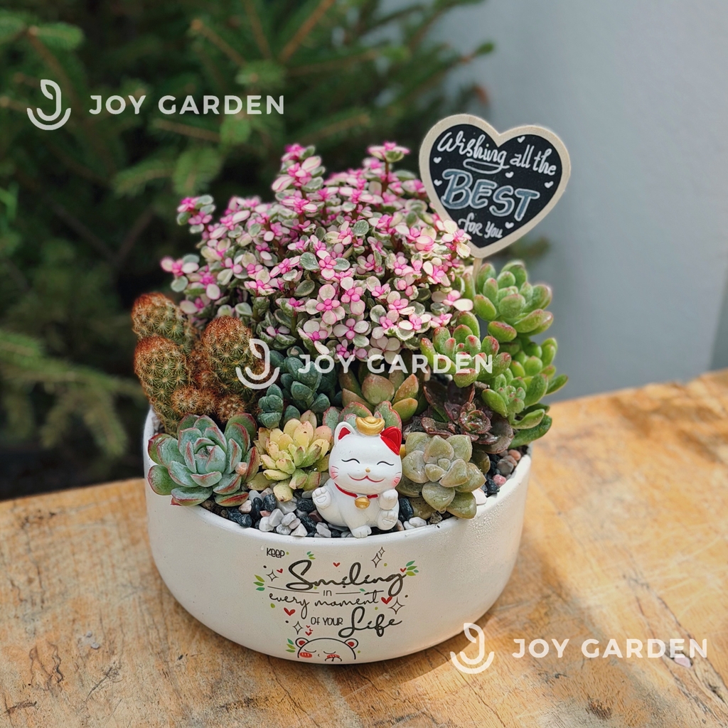 Đô la mix Sen đá [Chậu TL20]