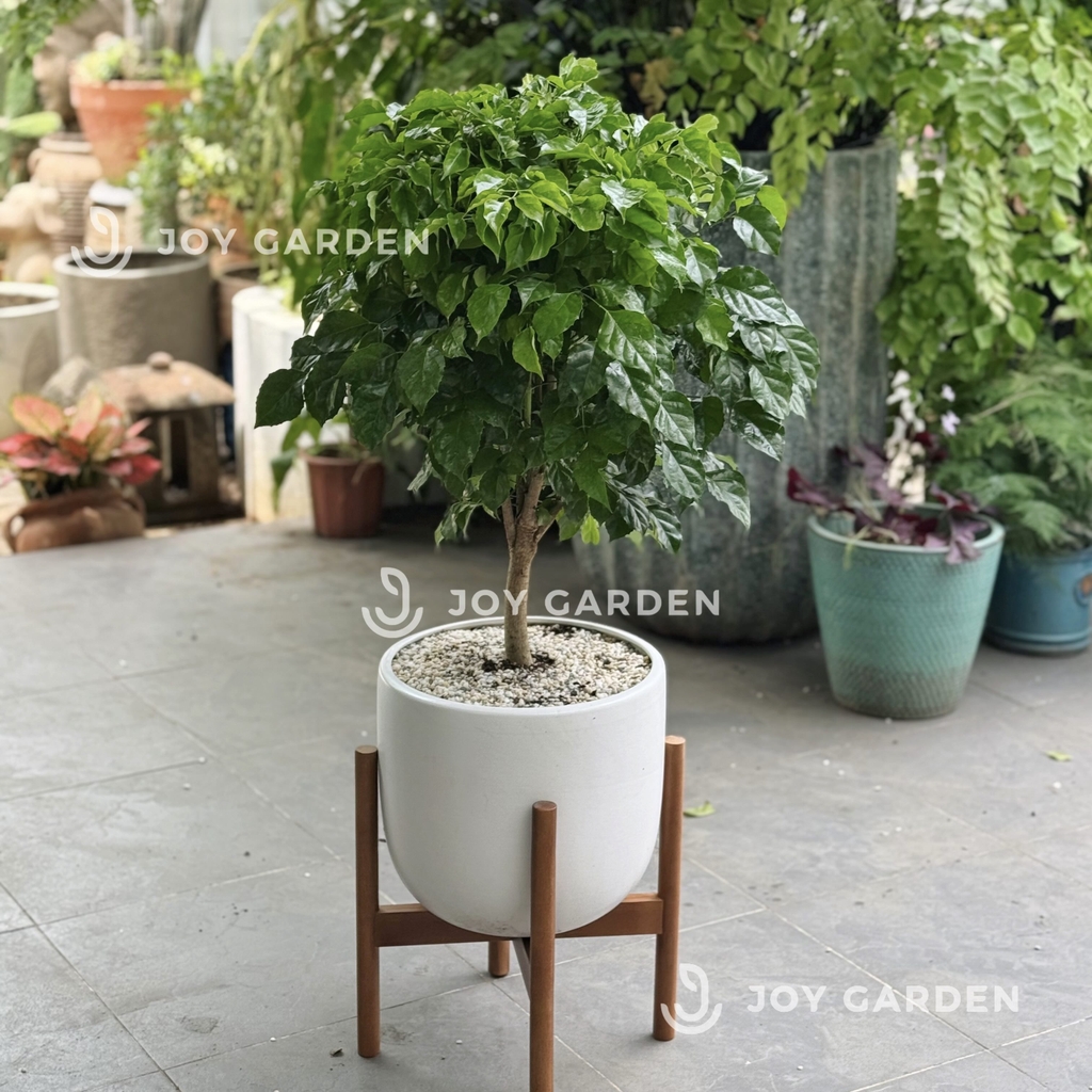 Hạnh phúc [Chậu phích]