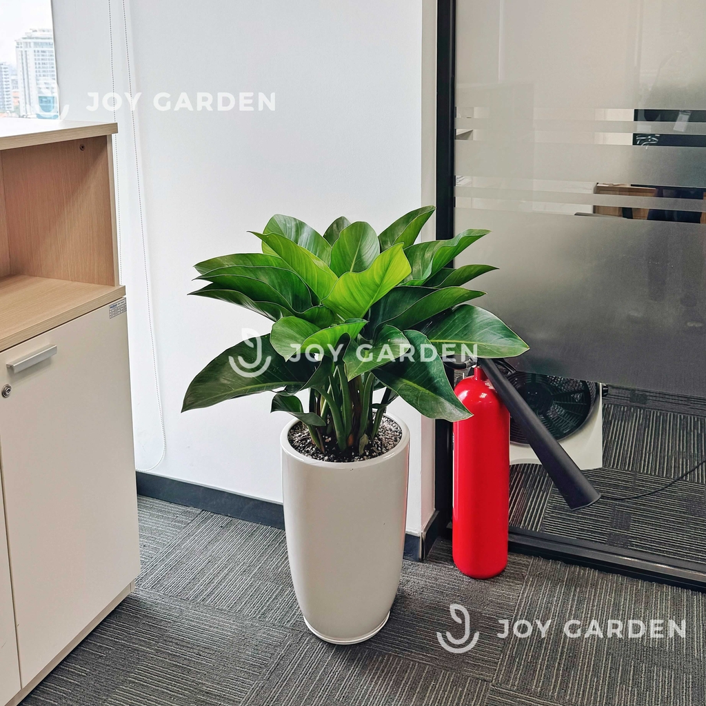 Đế vương xanh [Chậu ly trắng]