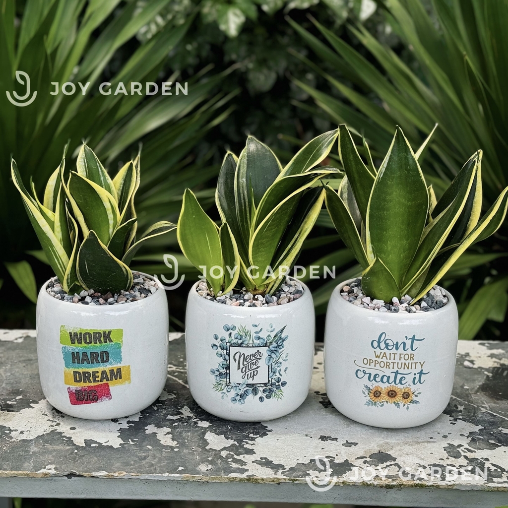 Lưỡi hổ Thái Mini [Chậu C12]