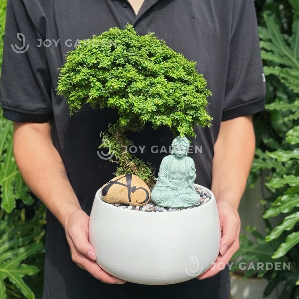 Linh sam hoa tím [Chậu D18]