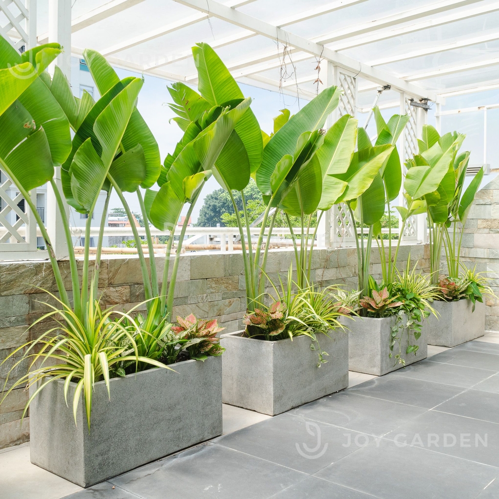 Chậu Ximang Chữ nhật [Rectangular Concrete Planter] (D80H40)