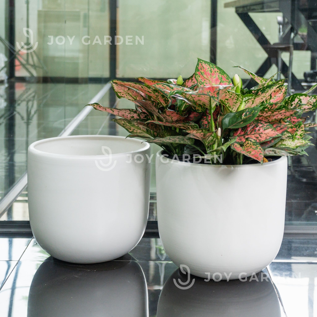 Chậu Phích (D30H28)