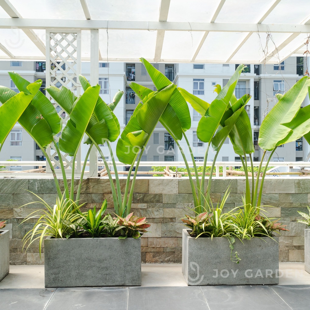 Chậu Ximang Chữ nhật [Rectangular Concrete Planter] (D80H40)