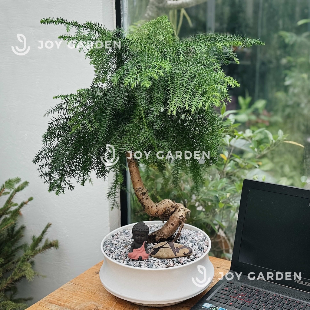 Tùng Bồng Lai [size trung]