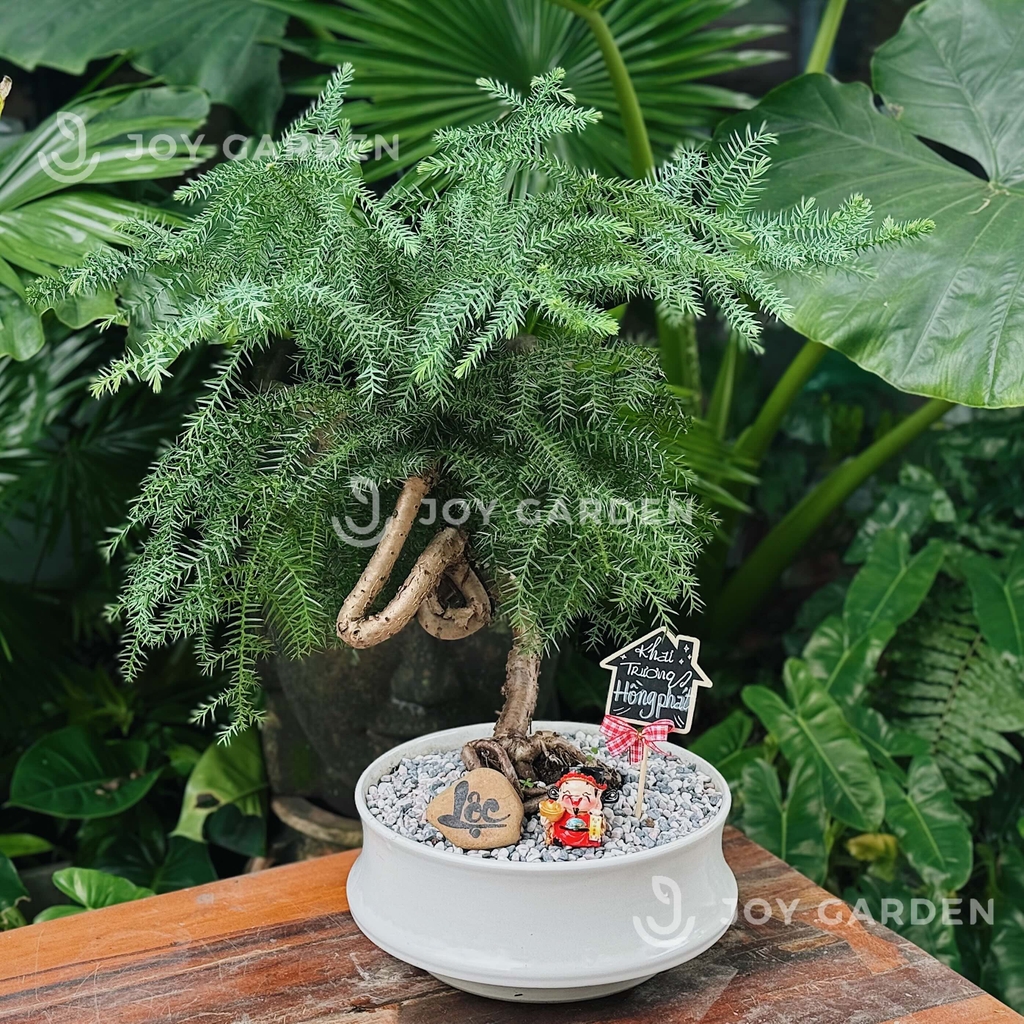 Tùng Bồng Lai [size trung]