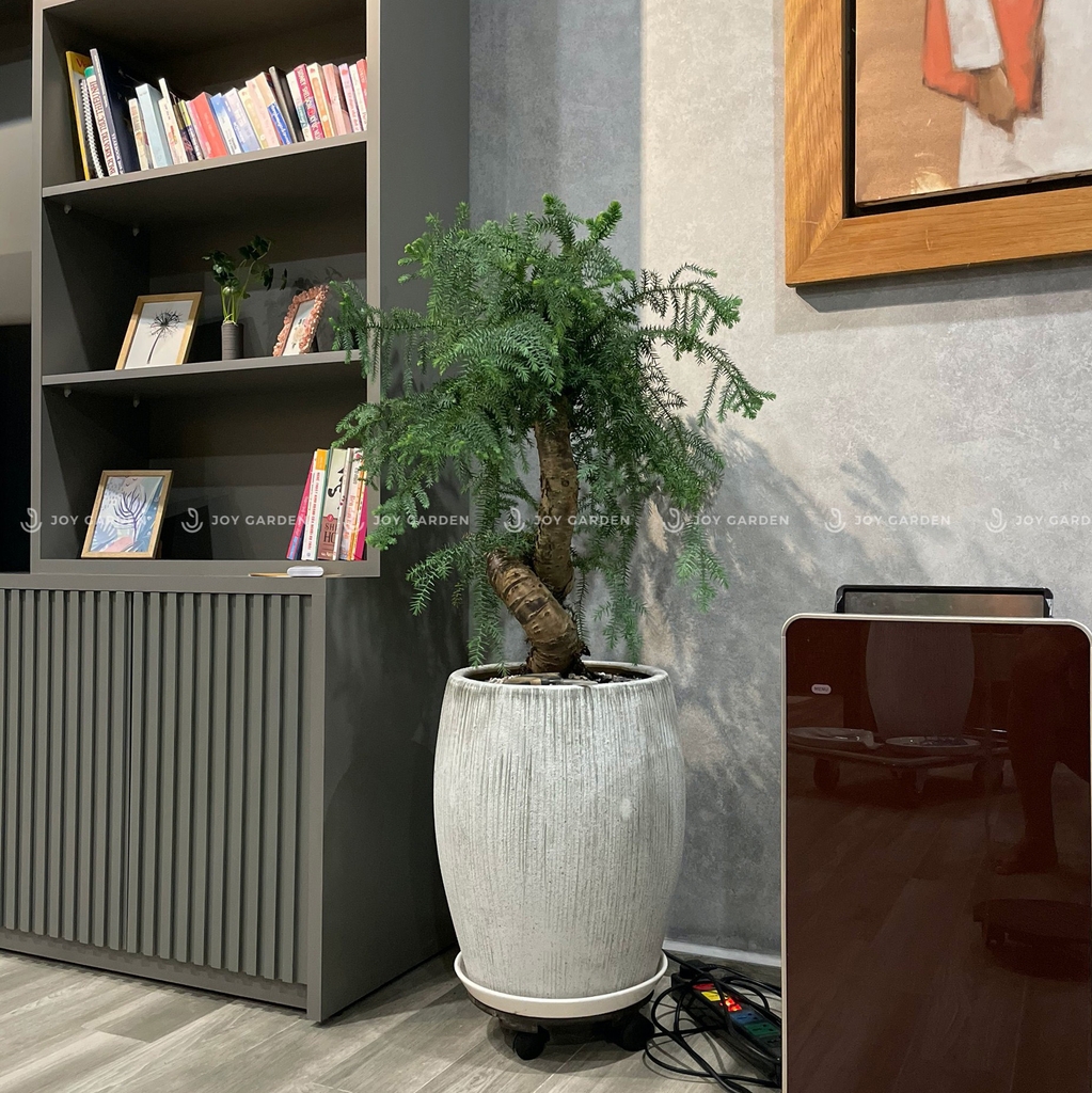 Tùng bồng lai [Chậu xám lớn]