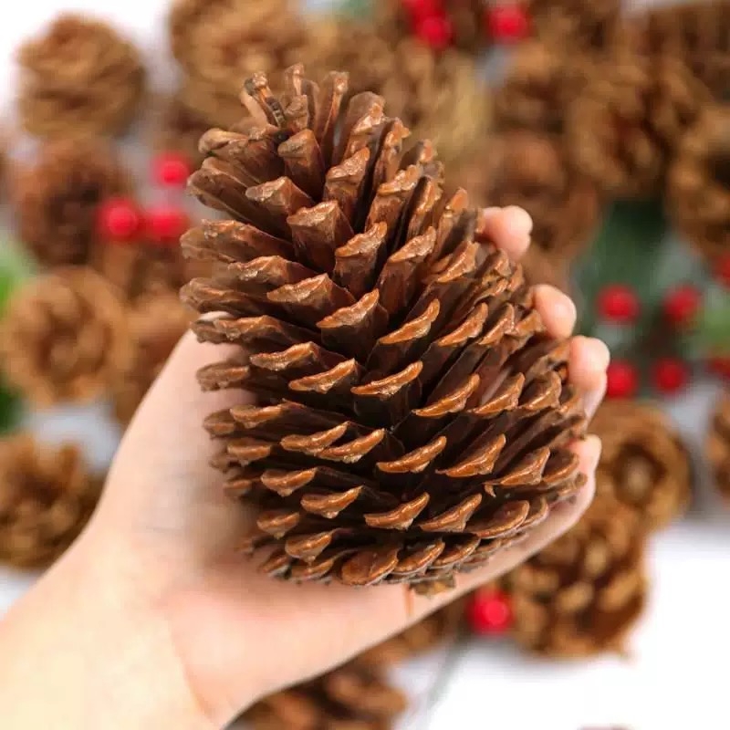 Trái thông khô [Size 15-18cm]