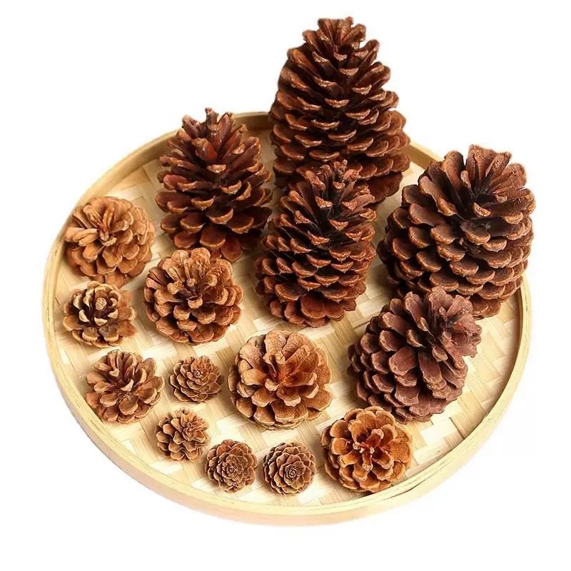 Trái thông khô [Size 15-18cm]