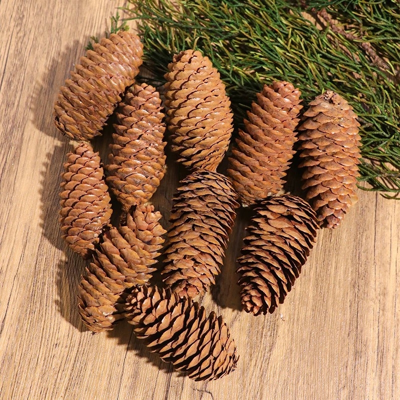 Trái Thông Khô [Loại dài 10-12cm]