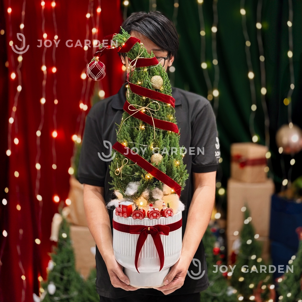 Set Tùng Bắc Âu [Tông Đỏ] size L