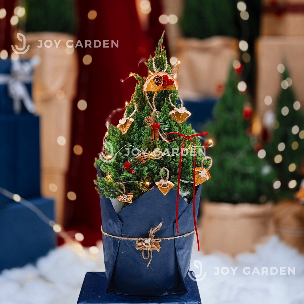 Set Tùng [Winter Spice] size M