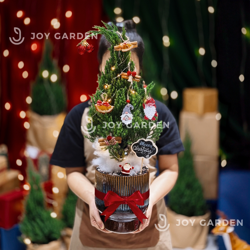 Set Tùng Bắc Âu [Tông Cam Quế Mộc] size M