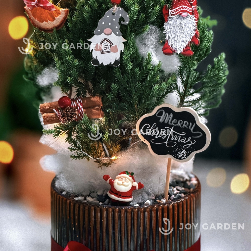 Set Tùng Bắc Âu [Tông Cam Quế Mộc] size M