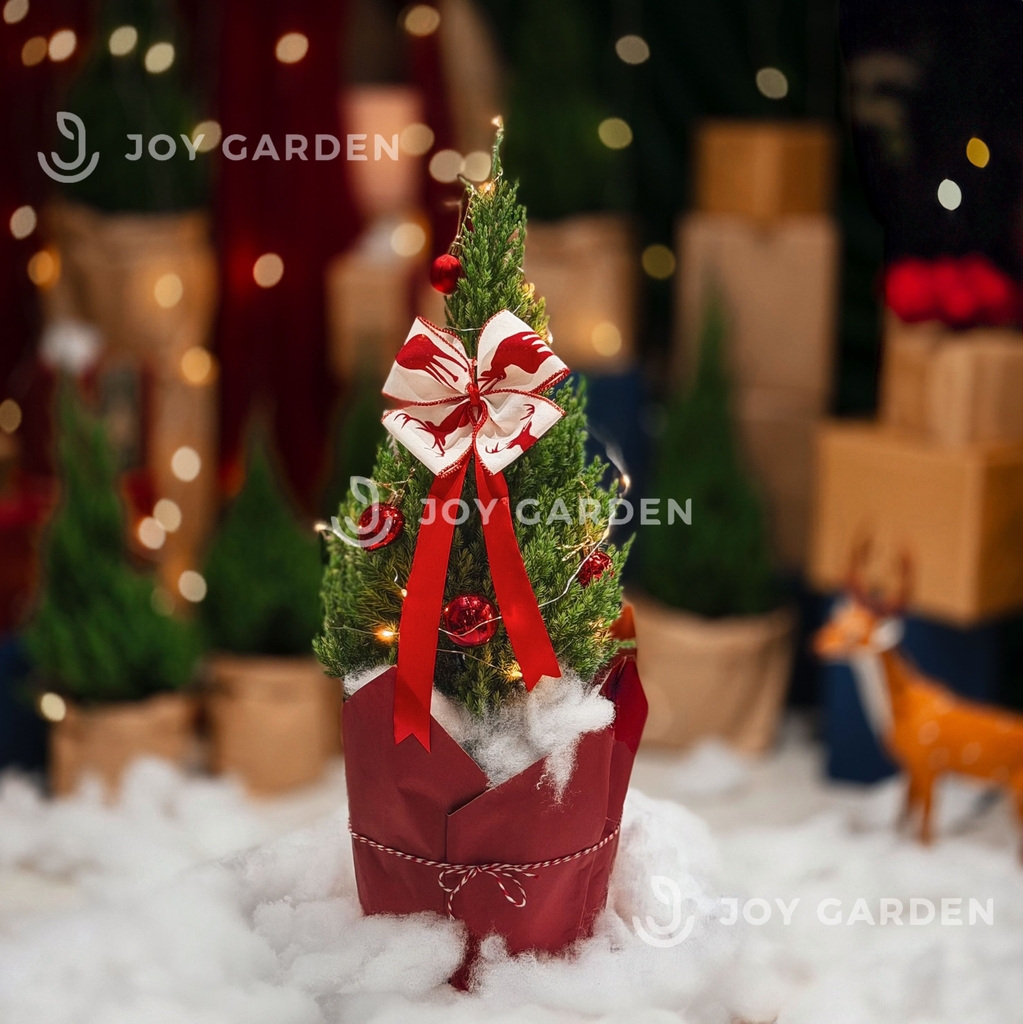 Set Tùng [Classic Red] Size M