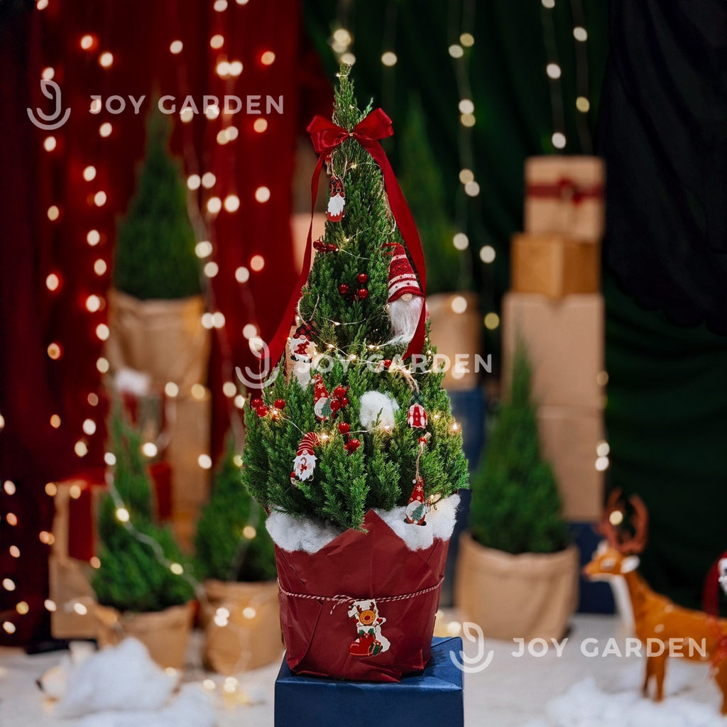 Set Tùng [Thần Lùn] size L