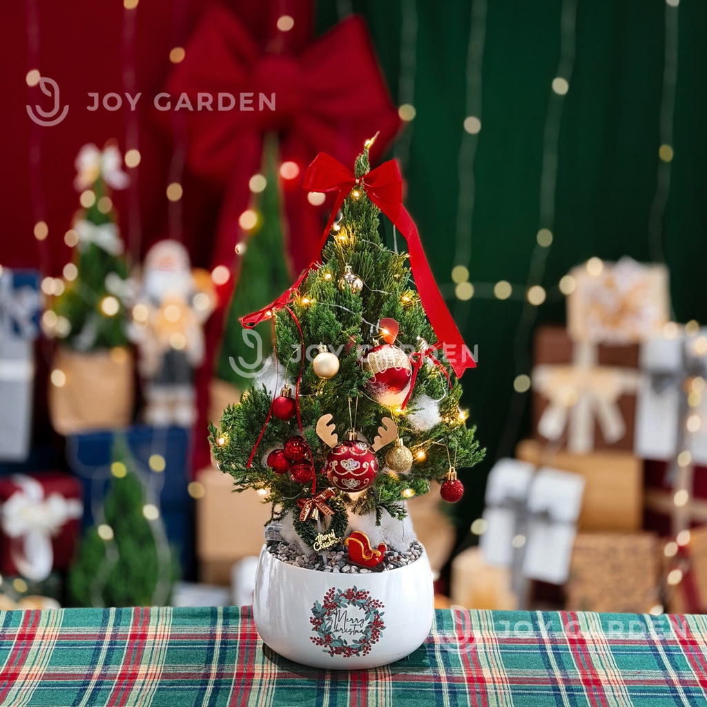 Set Tùng Merry Cherry [Tông Đỏ] Size M