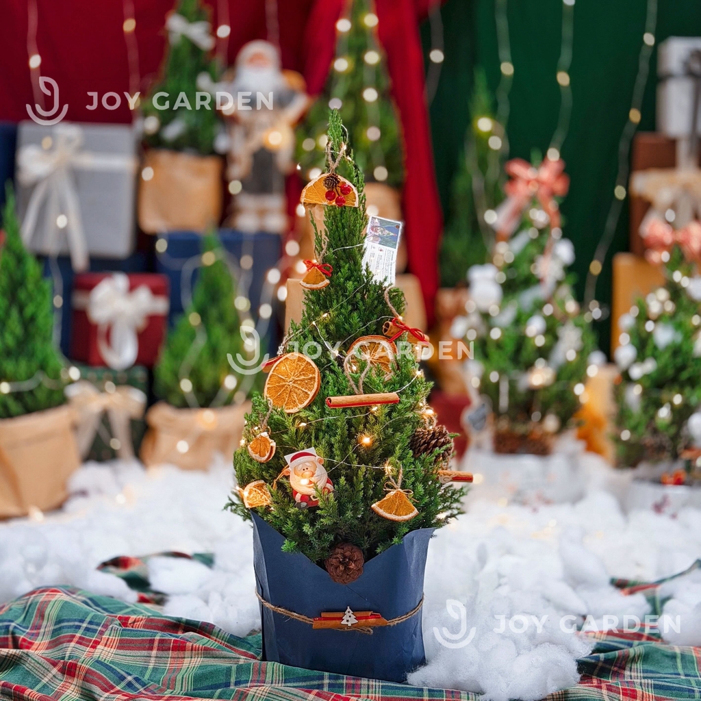 Set Tùng [Winter Spice] size L