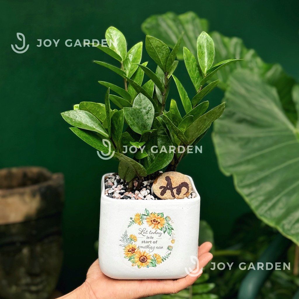 Kim tiền mini [Chậu V12] Joy Garden
