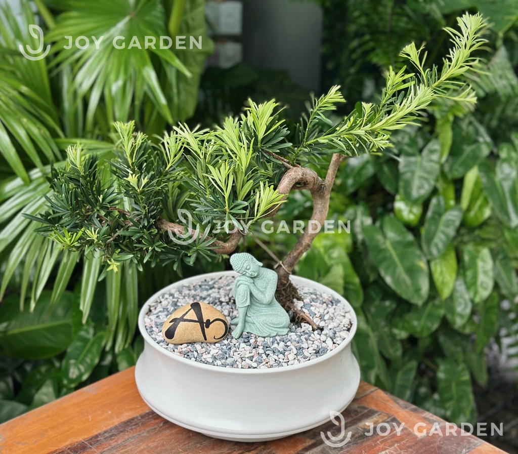 Tùng vạn niên Dáng Hoành [Chậu DN26]